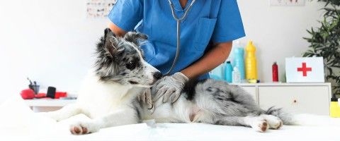 Welcome to Morganna Animal Clinic & Boarding Kennel!