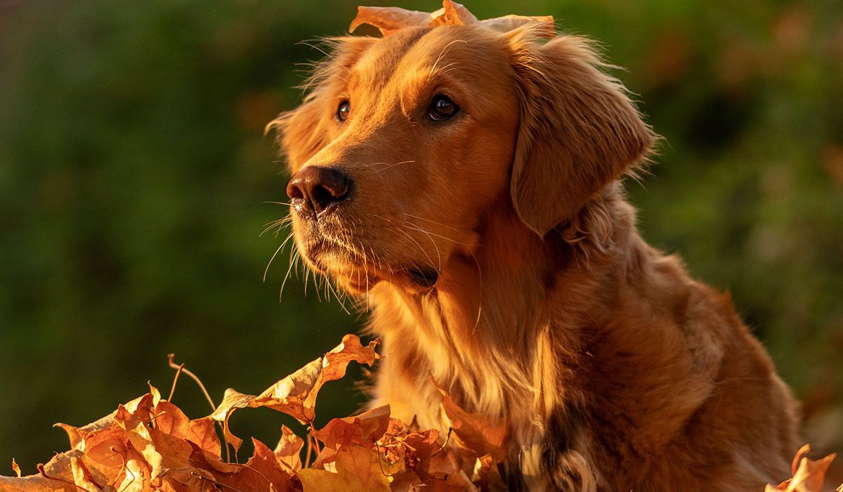 adorable-golden-retriever-at-fall