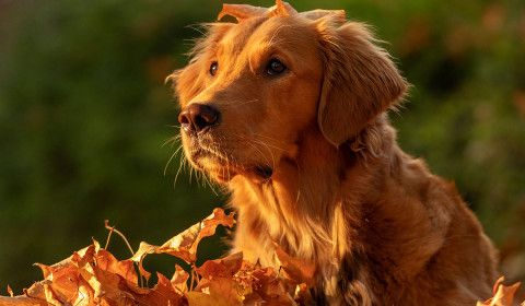 Keep Your Pets Safe During Fall Festivities in Manassas and Nearby Cities