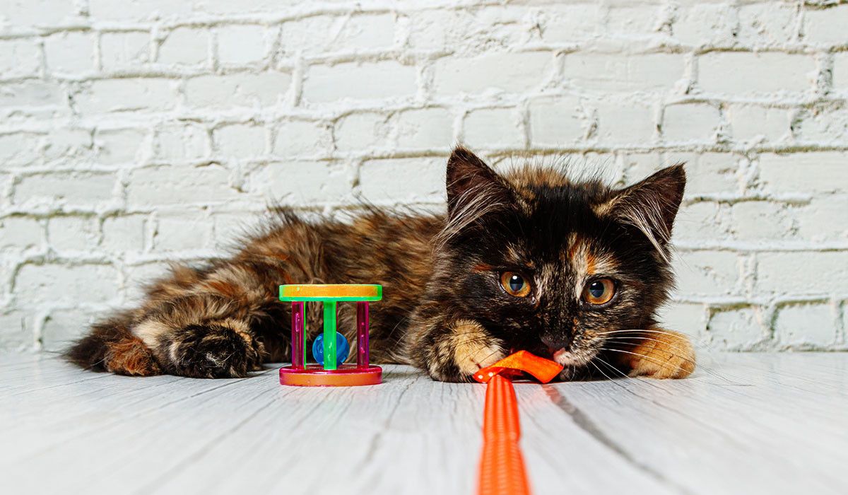 cat-playing-indoor-play-zone