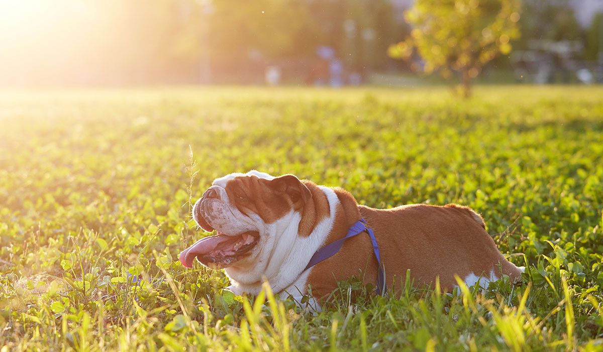 british-bulldog-playing-in-park