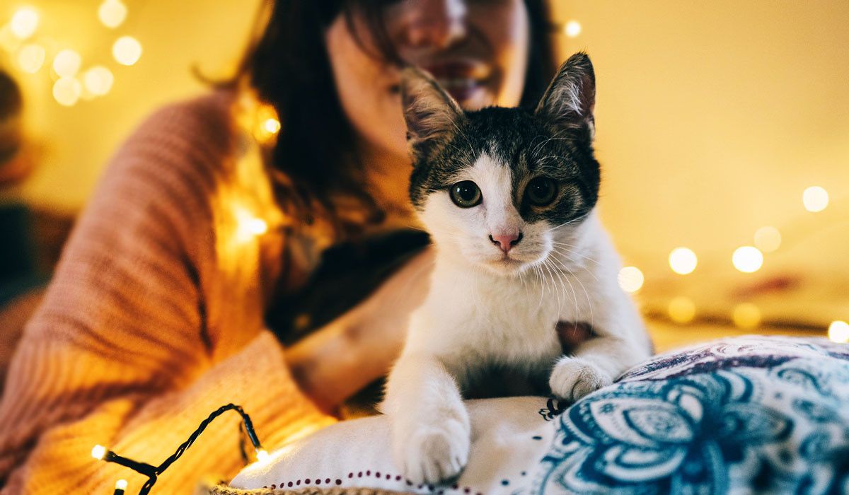 adopting-pet-cat-on-pillow-holiday-lights